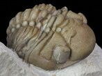 Detailed Lochovella (Reedops) Trilobite Pair - Oklahoma #68638-4
